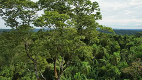 drone dando vueltas alrededor de un majestuoso árbol de palo de rosa de pie alto en el exuberante paisaje verde