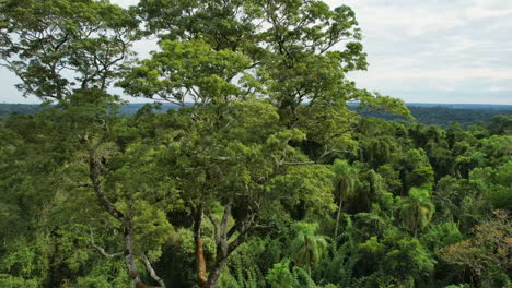 drone circling around a majestic rosewood tree standing tall in the lush green landscape