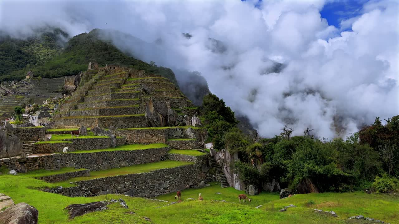 Altopiani di Machu Picchu Lama Alpaca fauna selvatica circuito turistico paesaggio soleggiato nebbia nuvoloso mattino Perù Perú stagione delle piogge Ande peruviane terrazzamenti Tempio Inca Santuario giungla verdeggiante statico