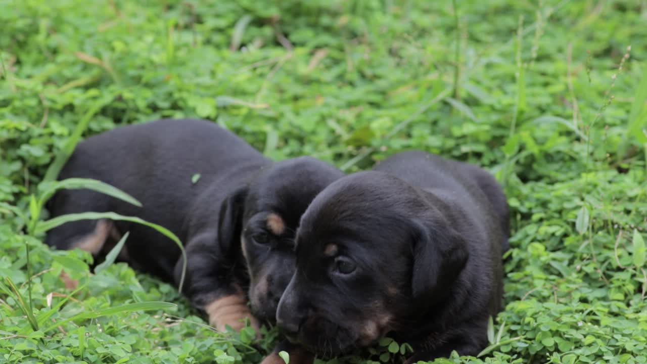 Cute Dachshund puppies cuddling in the grass, newborn pups yet to discover the world, always together