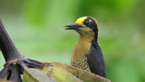 golden naped woodpecker in costa rica