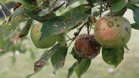 rotten, autumn apple on tree branch, mid shot