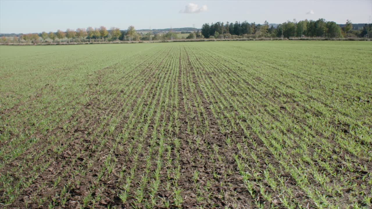 granos jóvenes que crecen en el campo