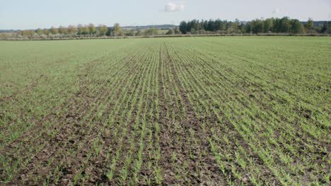 granos jóvenes que crecen en el campo