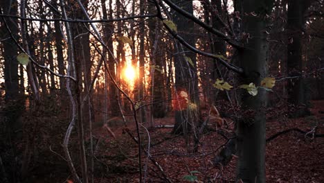 a deep sun breaks through trees