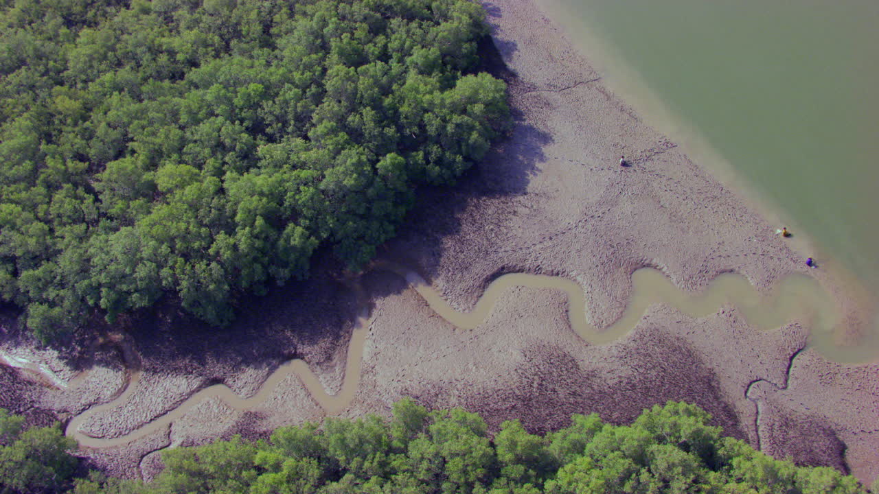 vista superior del bosque de manglares en su costa a lo largo de la costa oeste de la india