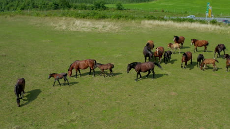 Horses-grazing-on-pasture,-aerial-view-of-green-landscape-with-a-herd-of-brown-horses,-European-horses-on-meadow