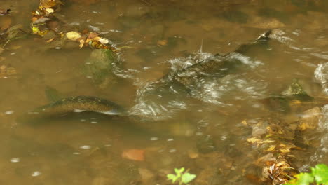 Trouts-climbing-up-transparent-river-stream,-Algonquin-provincial-park,-Canada