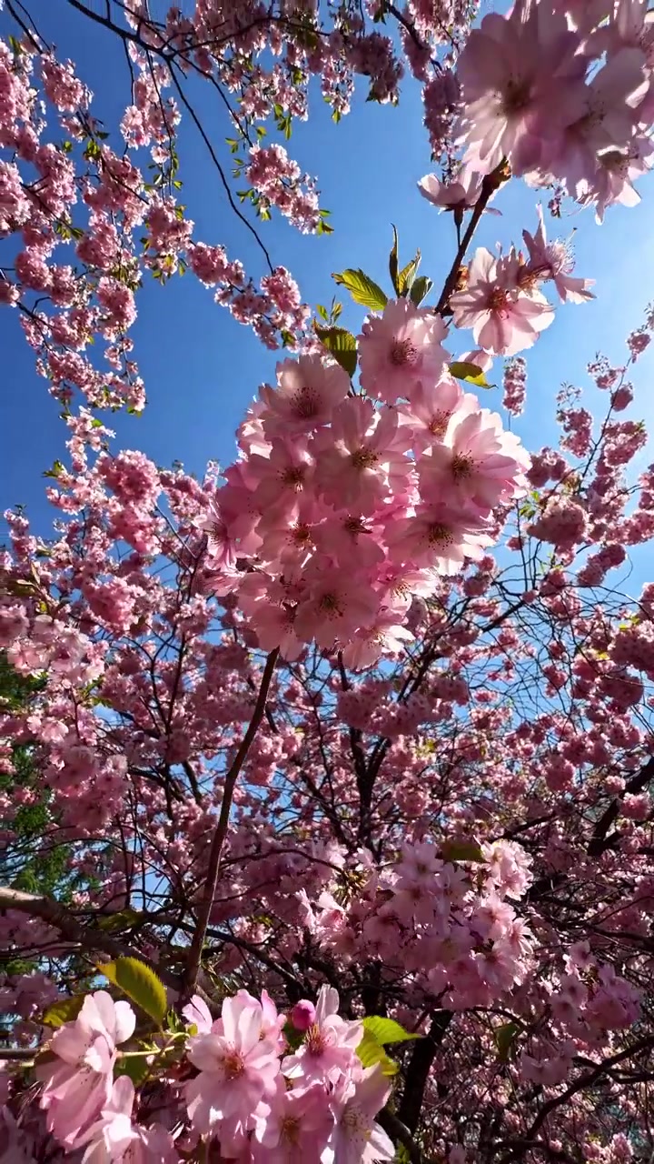Cherry blossoms in bloom under blue sky with sun.