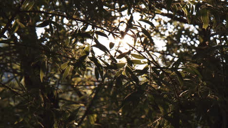 los rayos del sol brillan a través de las ramas de los árboles y el verde