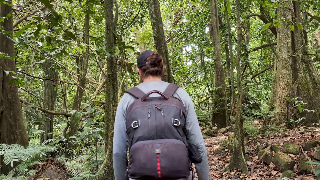 Hiking through lush forest trees of Three Pines Trail on tropical island of Moorea, French Polynesia, South Pacific