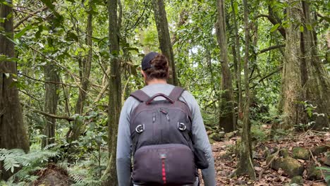 hiking through lush forest trees of three pines trail on tropical island of moorea, french polynesia, south pacific