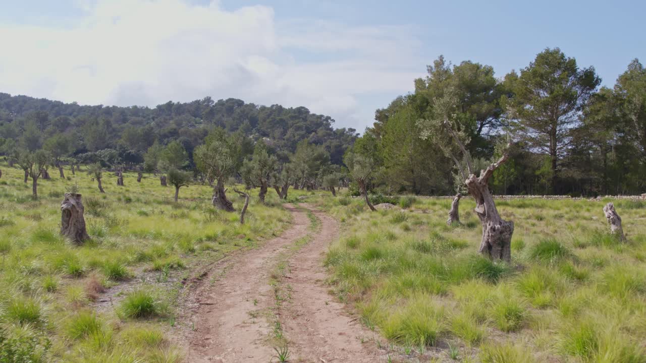 volando bajo entre los árboles verdes en la isla de mallorca españa, aérea