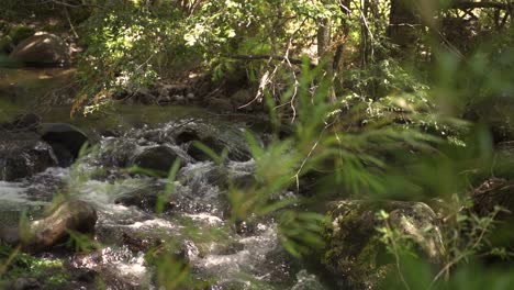 Rack-Fokus-Vegetation-Auf-Kleinen-Ruhigen-Bach-Im-Wald-Zeitlupe-60fps