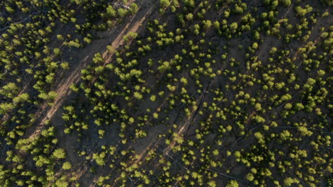 Toma-Aérea-Descendente-Sobre-El-Nuevo-Crecimiento-Del-Bosque-Después-De-Un-Incendio.