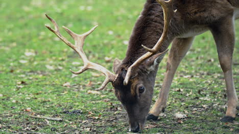 ciervo macho europeo en barbecho en un campo verde hierba tratando de comer encendedor púrpura