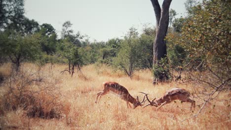 Impala-Peleando-En-La-Sabana-Africana