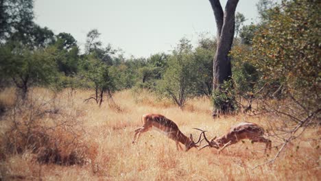 Impala fighting in the african sabana