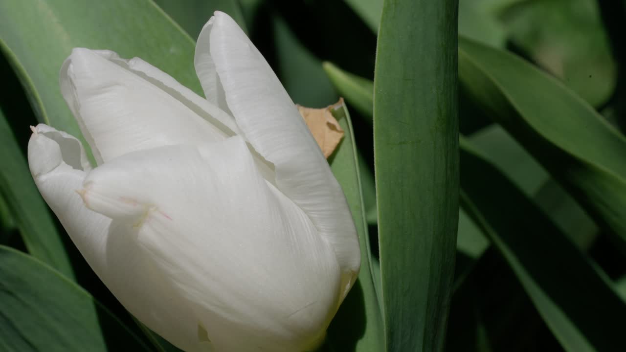 Soft petals, garden tulips, flower growth, delicate beauty, close-up