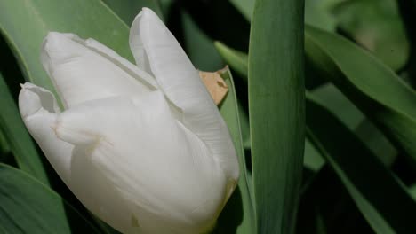 soft petals, garden tulips, flower growth, delicate beauty, close-up