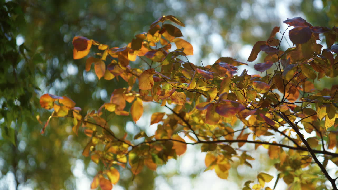 jardín de otoño colorido follaje día soleado. primer plano hojas doradas árbol a la luz del sol