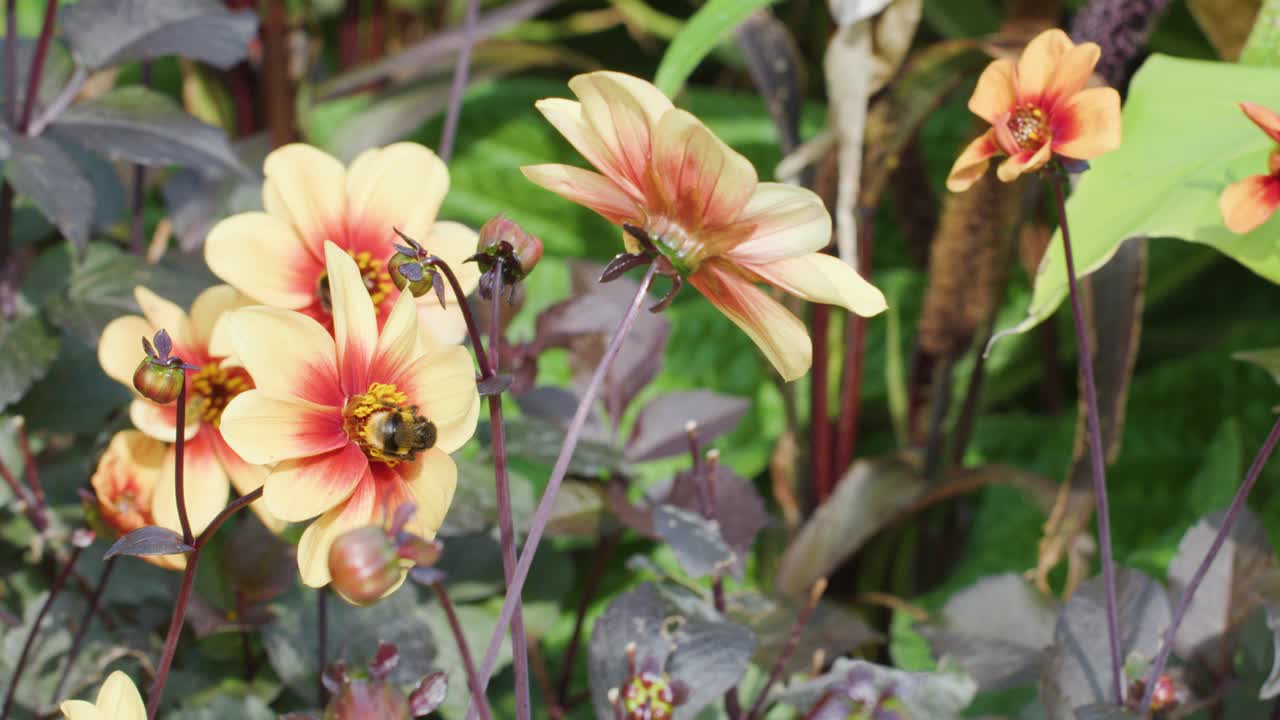 Un bombo si nutre di polline da fiori giallo-arancio in un giardino lussureggiante, ripreso in primo piano con luce naturale e movimento minimo della fotocamera