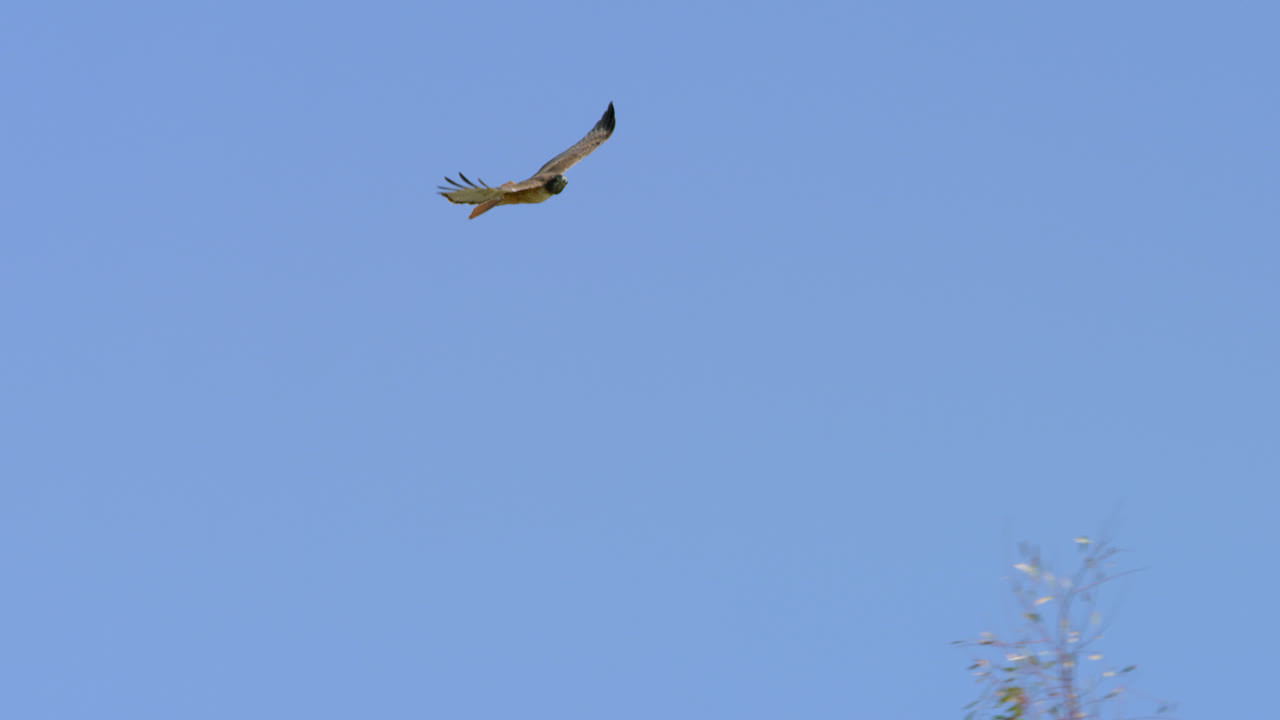캘리포니아 말리부에서 화창한 봄날 달 앞을 날아오르는 붉은꼬리매