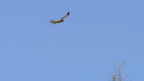 un halcón de cola roja volando frente a la luna en un soleado día de primavera en malibu, california