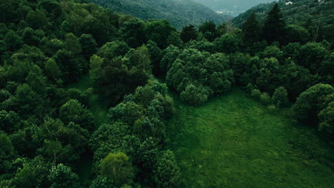 a lush green forest with a small clearing in the middle on the italian alps aerial drone shot