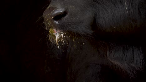 primer plano extremo de los dientes malos de un búfalo doméstico