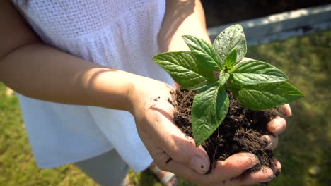 mujer sosteniendo brote de árbol de planta en cámara lenta.