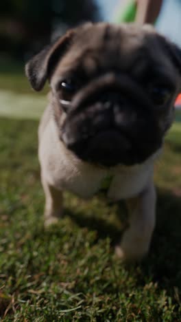 un cachorro de pug en un parque con una mujer haciendo ejercicio
