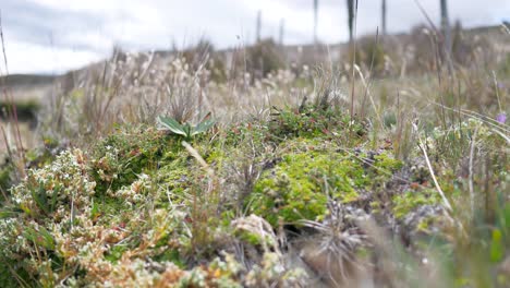 Plantas-Típicas-De-La-Zona-Superior-De-América-Del-Sur-En-Un-Día-Soleado-Y-Ventoso