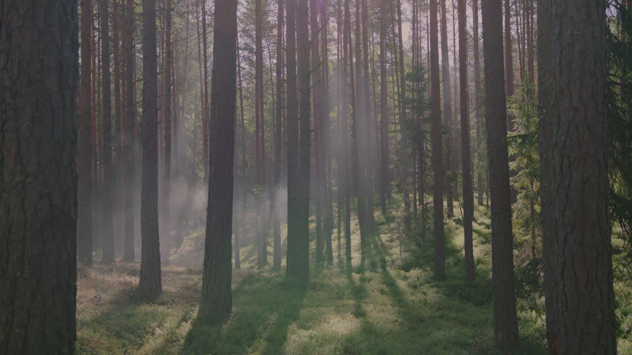 Sunlit pine forest enveloped in smoke, evoking the concept of a forest fire in a natural setting