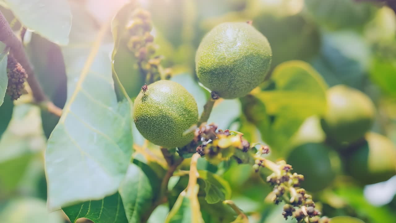 A bunch of green nuts hanging from a tree. The nuts are green and have a hard shell