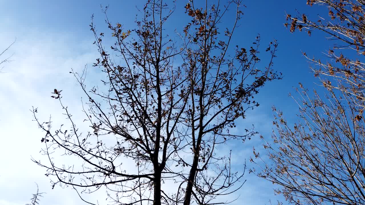 흰 구름이 있는 전경과 푸른 하늘에 있는 나무의 짧은 시간 경과