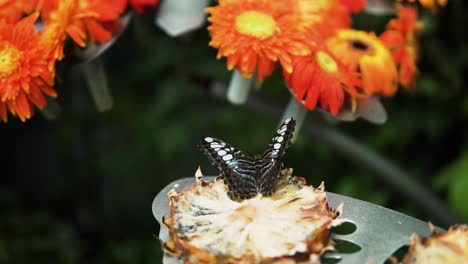 Hermosa-Mariposa-Clipper-Alimentándose-De-Una-Rodaja-De-Piña-En