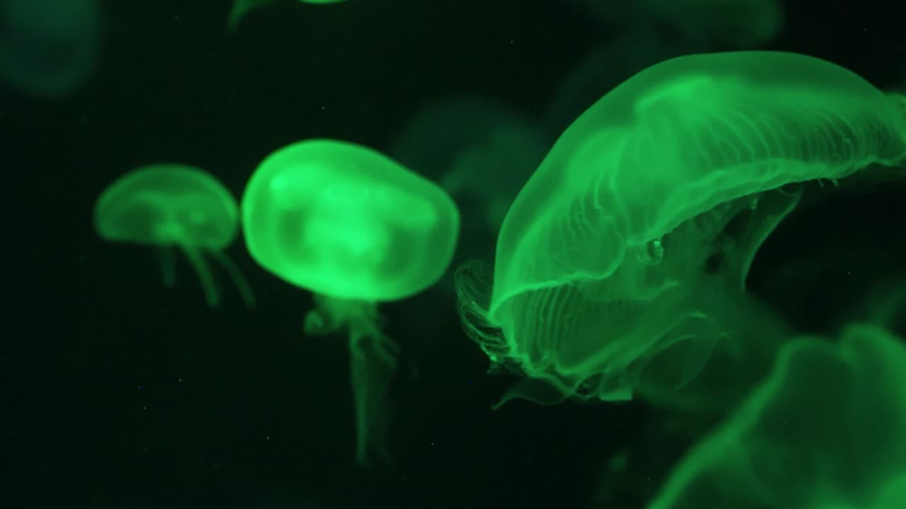 Meduse bioluminescenti verdi e ipnotiche fluttuano con grazia in un ambiente sottomarino oscuro e tranquillo