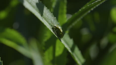 invasive, non-native stinkbugs on leaves in pacific northwest backyard