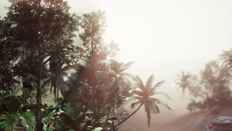 tropical palm rainforest in fog