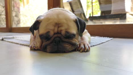rostro en primer plano de un lindo cachorro de pug durmiendo por el mentón y la lengua acostado en el suelo laminado