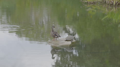 duck and turtle on rock in pond