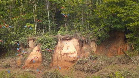 una bandada de guacamayos escarlata y azul amarillo en cámara lenta despega de la collpa de chuncho en la orilla del río bajo la selva tropical