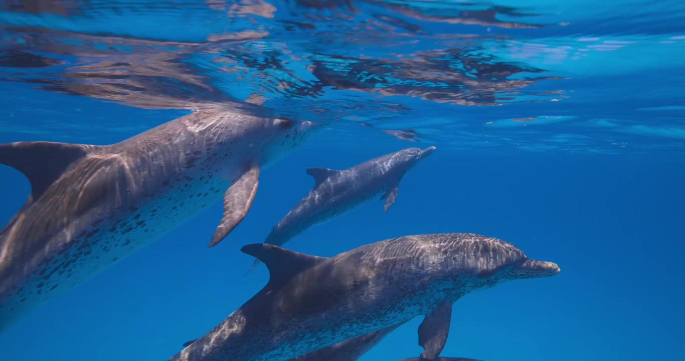 Delfini maculati atlantici passano silenziosamente attraverso l'acqua tropicale blu e limpida sotto la superficie.