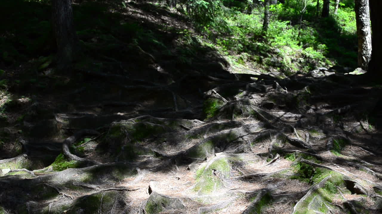 Pine roots in mountains. Pines in mountains