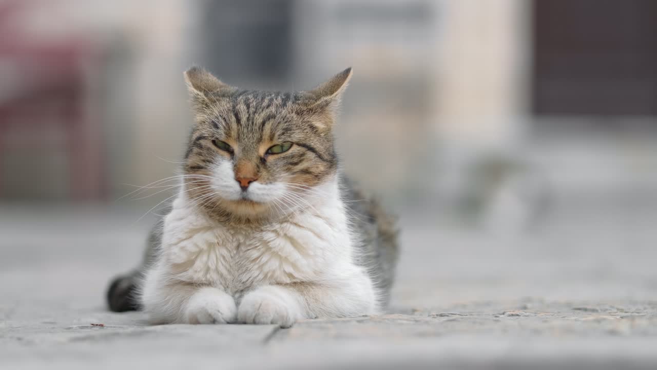 un gato callejero adormecido relajándose en una acera en la ciudad vieja de kotor, montenegro