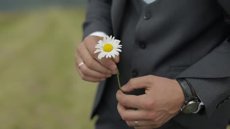 Primer-Plano-De-La-Mano-De-Un-Hombre-De-Negocios-Con-Manzanilla-Silvestre.-Romance,-Sentimientos