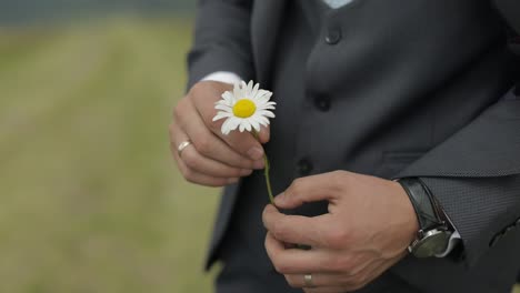 el primer plano del hombre de negocios con la manzanilla silvestre, el romance, los sentimientos.