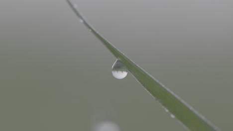 Ein-Tautropfen,-Der-Morgens-An-Einem-Grünen-Blatt-Hängt,-Mit-Etwas-Reflexion-Im-Baumstamm