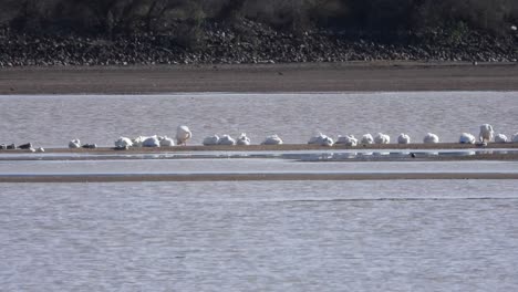 tranquil river scene with seagulls resting and flying, water ripples in the wind. perfect for stock footage